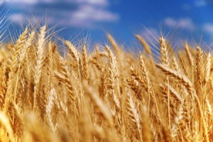 Бизнес-идея: перевозка зерновых